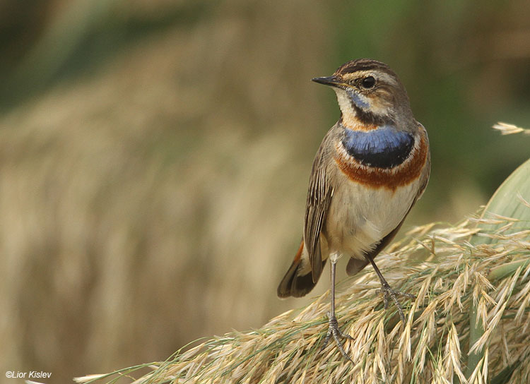  Bluethroat  Luscinia svecica Beit Shean valley 23-11-10 Lior Kislev                           